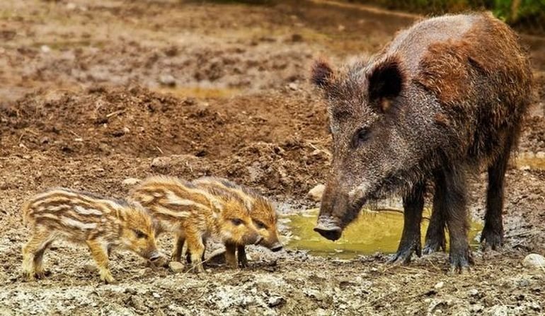 W weekend kolejny odstrza dzikw. Lepiej nie wchod do lasu!