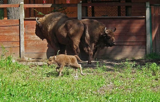 16-kilogramowy noworodek w Smardzewicach