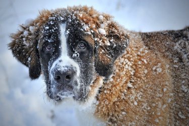 Jak pomc przetrwa naszemu psu zim?
