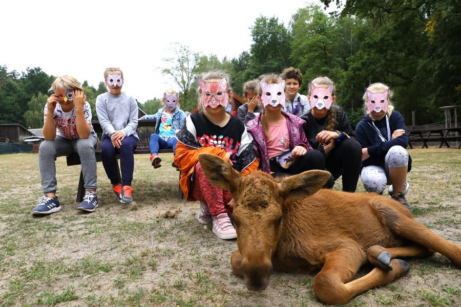 Kolorowa Lokomotywa na tropie dzikich zwierzt