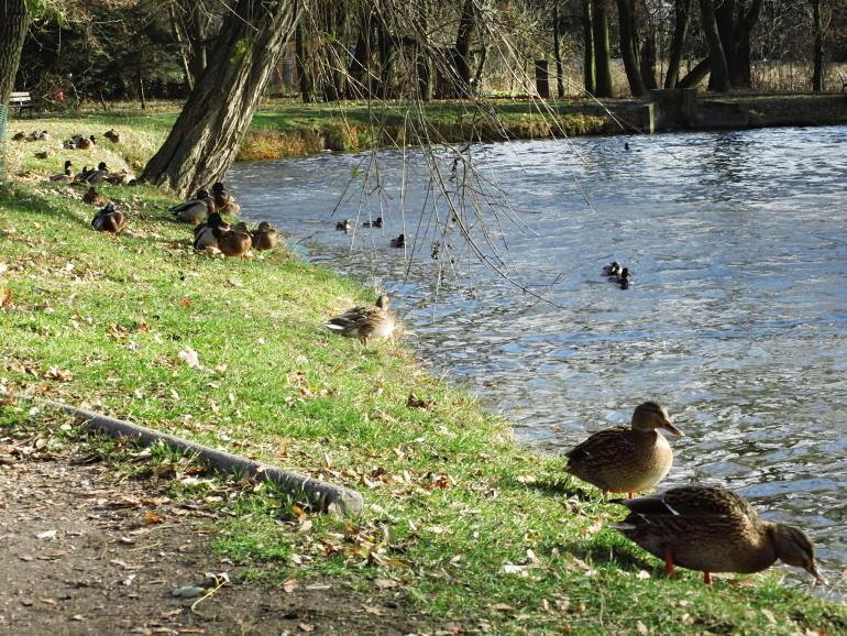 Park Belzacki czeka na modernizacj. Co z dofinansowaniem?  