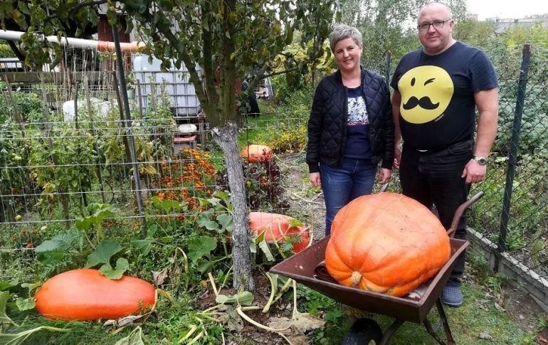 Dynie olbrzymy z gminy Wola Krzysztoporska