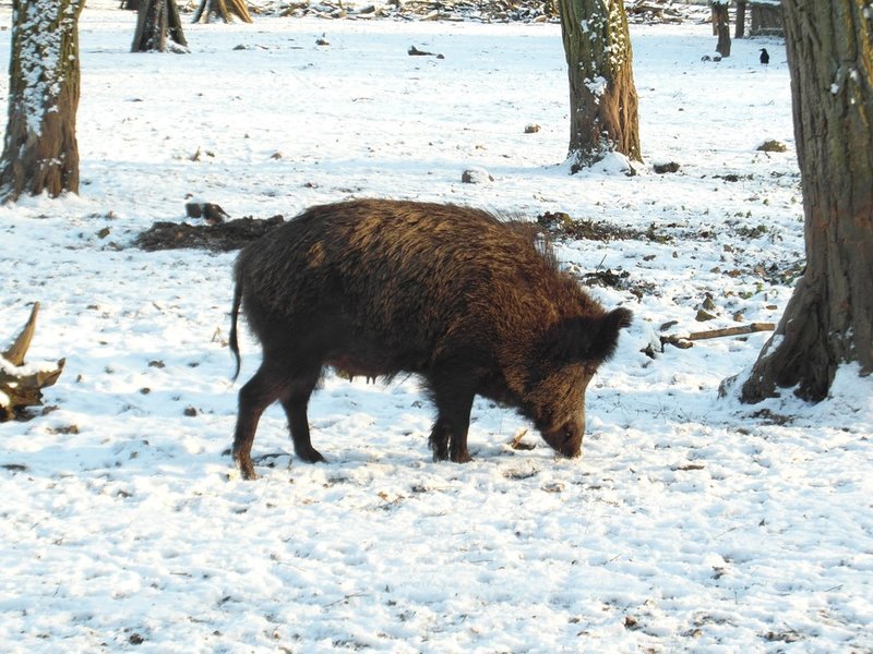 Odstrza dzikw w regionie do 31 marca