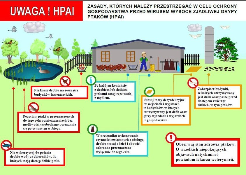 Kolejne ogniska ptasiej grypy w Polsce. Ministerstwo Rolnictwa ostrzega