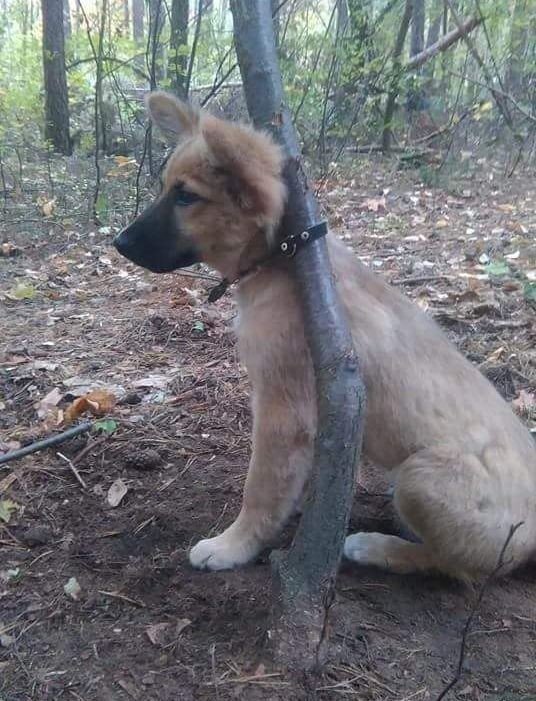 Kobieta odpowie za zncanie si nad psem