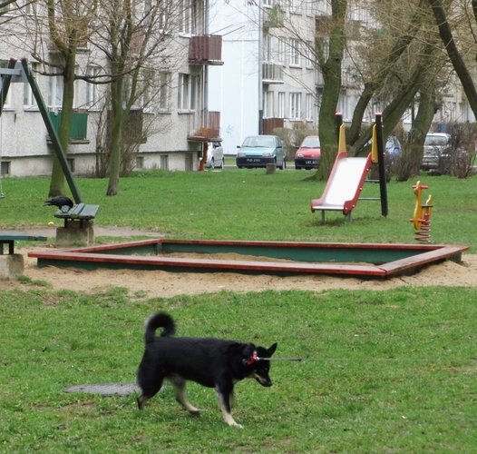 Psy si zaatwiaj, stranicy nie kontroluj