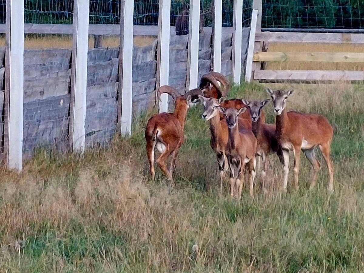 Prezydenckie muflony dojechay do Koa