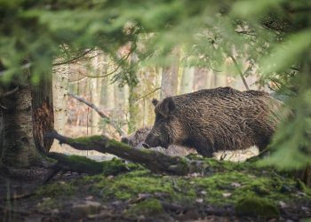 Dziki zagraaj mieszkacom i powoduj szkody