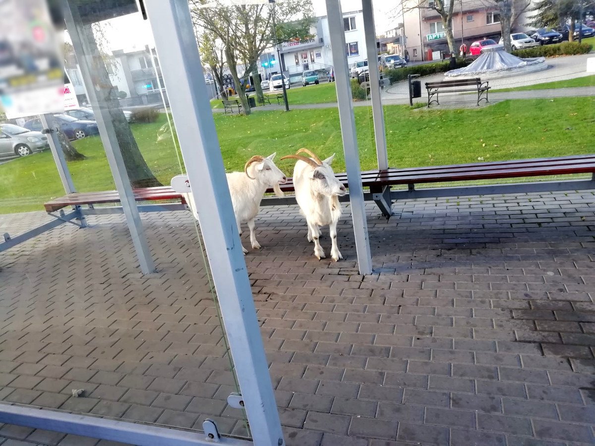 Czekay na autobus? Nietypowe pasaerki na przystanku w Rozprzy