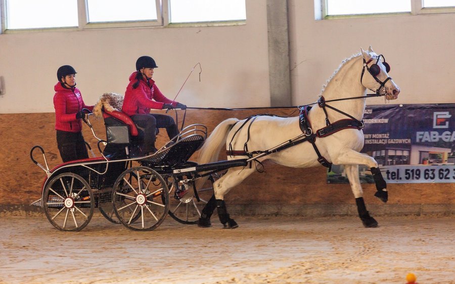 Wiemy kto powozi najlepiej (FOTO)