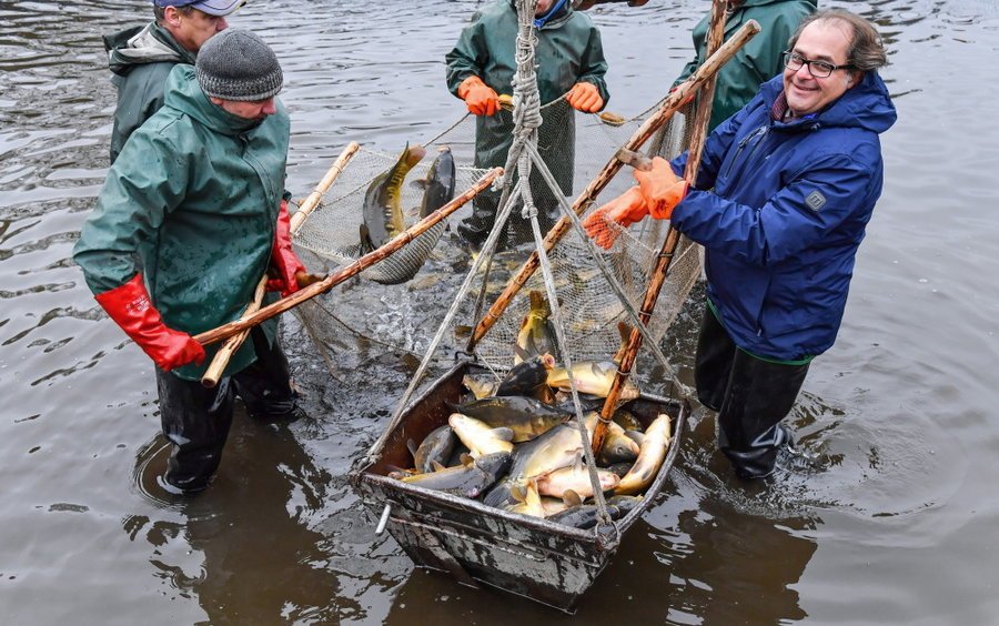 Polski karp jest ekologiczny