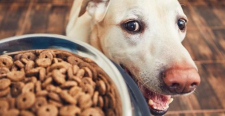 Jak wybra such karm dla psa?