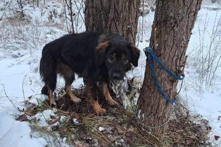 Przywiza psa do drzewa. Nastolatek usysza zarzuty