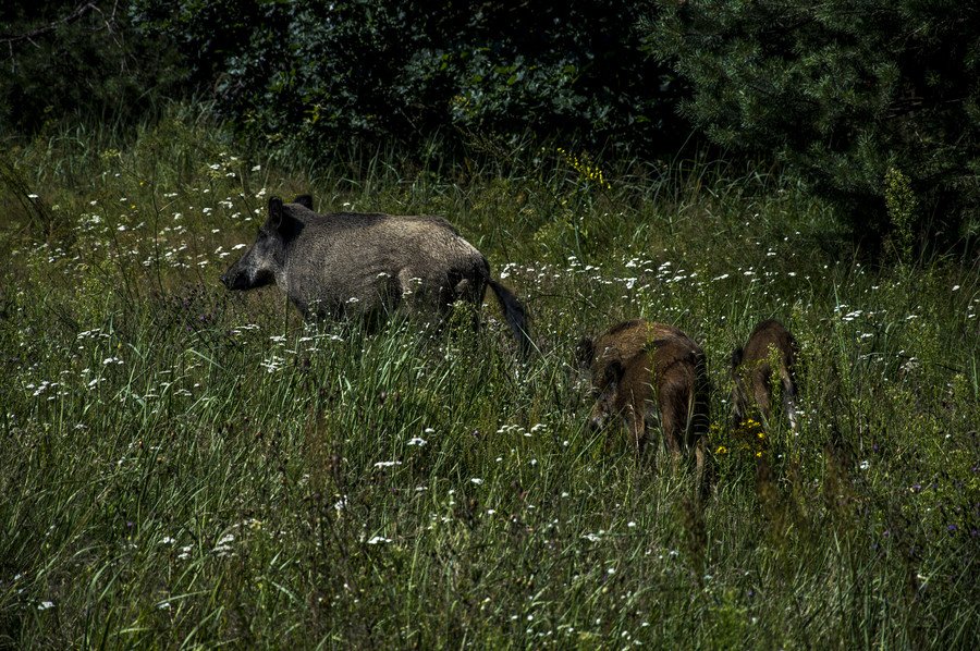 Dziki grasuj pod Tomaszowem i Sulejowem