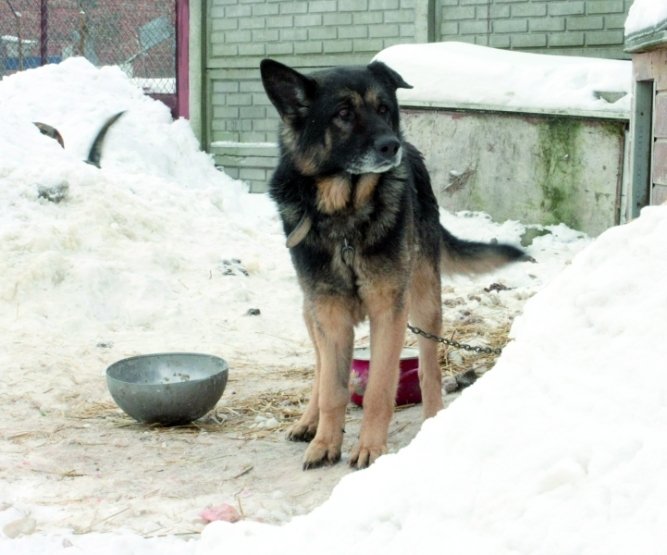 Katastrofalne warunki w schronisku