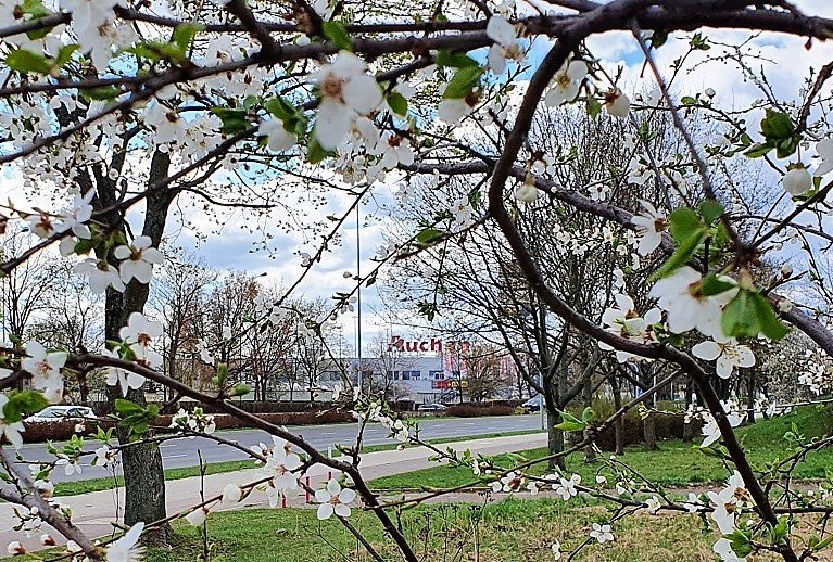 Magnolia, forsycja czy moe winia rowa?