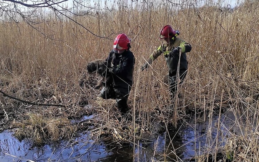 Akcja ratunkowa na mokradach