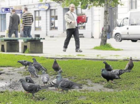 Piotrkw: S oburzeni przepisami na dania z gobi