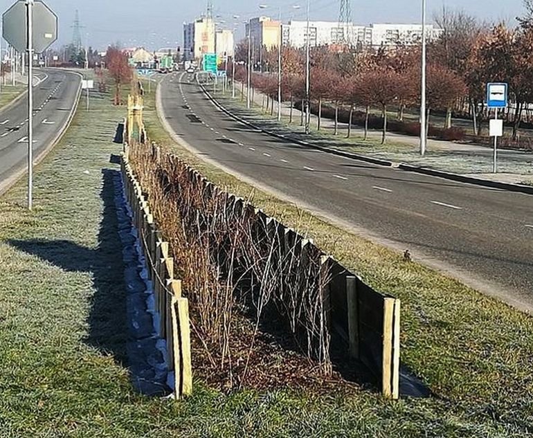 Nasadzenia przy trasie NS pod szczegln ochron