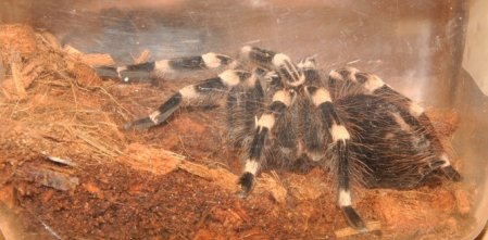 24-latek hodował jadowite pająki i skorpiony