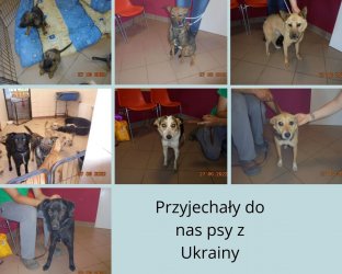Українські собачки в притулку для тварин у Пьотркуві