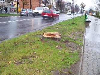 Piotrkw: Usunito drzewa przy Sowackiego