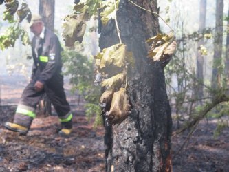Pożar lasu w Trzepnicy