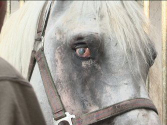 Konie czystej krwi arabskiej czekaj na adopcj