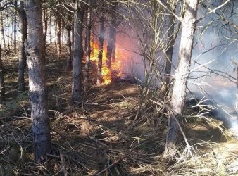 Pożary w lesie