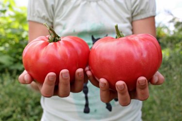 Pomidory znane od lat