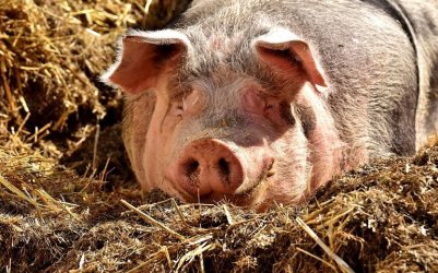 Około 50 świń utopiło się w gnojowicy