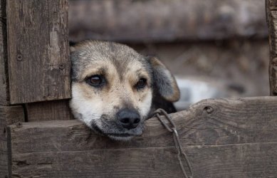 Sejm uchwalił nowelę m.in. zakazującą hodowli zwierząt na futra i ograniczającą ubój rytualny