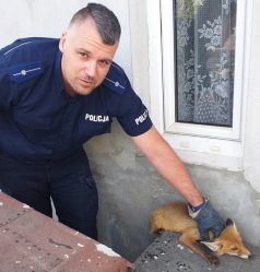 Policjanci z Wolborza uratowali lisa