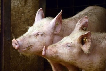 Hodowla świń drastycznie wpływa na nasze środowisko. Co 20. polska świnia pochodzi z piotrkowskiego
