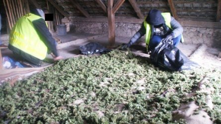 Marihuana w stodole i na strychu 