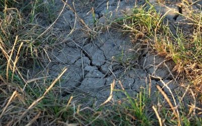 Kiedy rolnicy otrzymaj odszkodowania za straty spowodowane przez susz?
