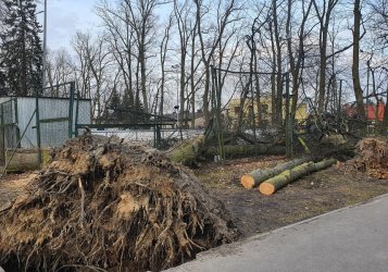 Drzewa w parku wciąż leżą. Kiedy je usuną?