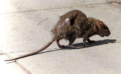 Czy w Piotrkowie mamy problem ze szczurami?