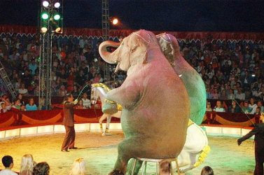 W Tomaszowie będą protestować przeciwko występowaniu zwierząt w cyrkach