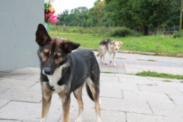 Region: Gdzie trafiay psy z Woli Krzysztoporskiej?