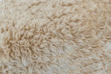 Dywany shaggy – wady i zalety