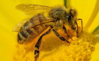 Zawizao si Wolborskie Stowarzyszenie Pszczelarzy