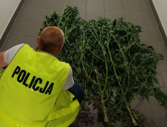 Uprawa marihuany przy stawach w gminie Grabica 