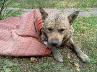 Region: Nieznany sprawca zakopa ywego psa