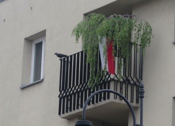 Czy w Piotrkowie s flagi na Dzie Flagi?
