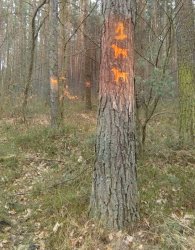 Dziwne znaki w lesie 