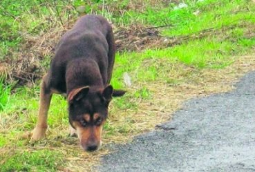 Moszczenica: 300 z za adoptowanie psa