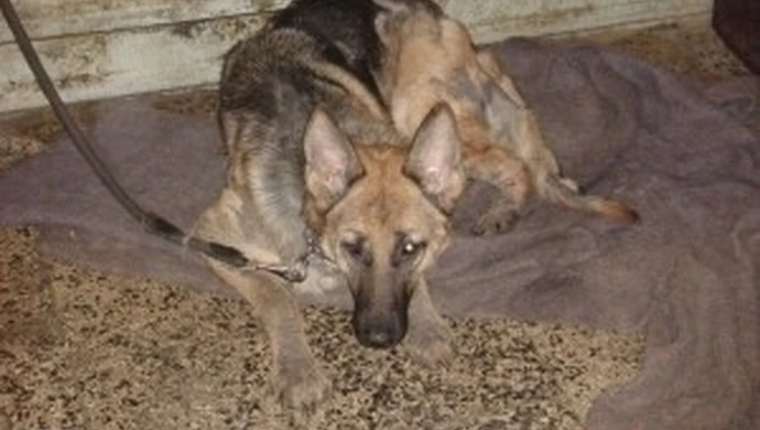 Piotrkowskie psy pojadą do Bełchatowa?