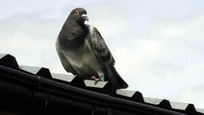 Coraz bardziej bezczelne... gołębie 