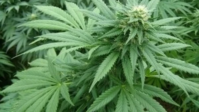 Szczukocice: Zlikwidowano plantację konopi